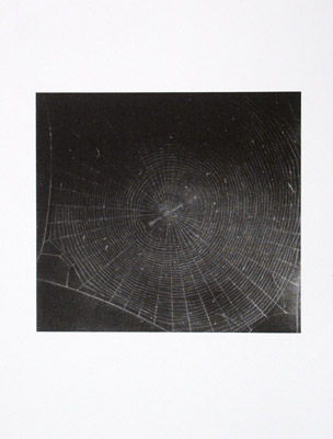 Celmins